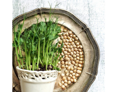 Отглеждане на грах в домашни условия: 6 полезни съвета за отличен резултат