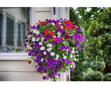 Съвети за засяване на семена от петуния