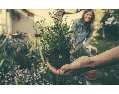 Какво да засеем на сянка?
