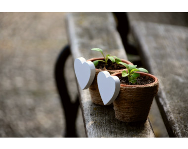 8 цветя, които да засеете за разсад през март