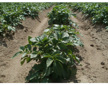 Петна по листата на картофите – причини