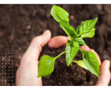 За здрави разсади