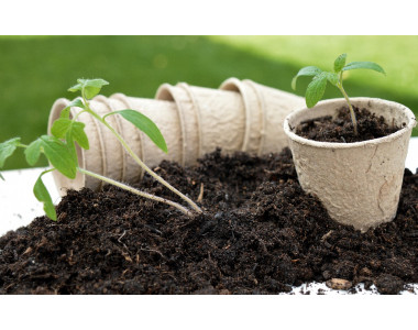 Издължаване на разсада – какво да правим?