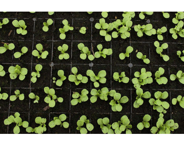 Как да се грижим за разсада, за да отгледаме отлични краставици?