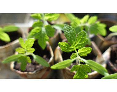 Защо разсадът променя цвета си?