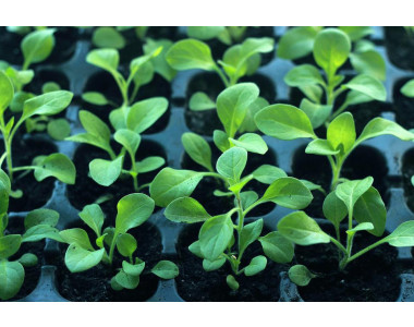 Усвоява ли разсадът хранителните вещества?