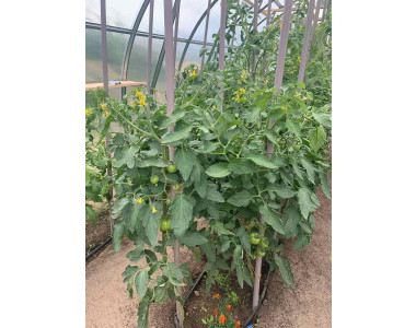 Биона действа – вижте сами!