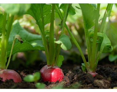 4 реколти репички за един сезон 