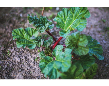 Ревенът – особености на отглеждане и употреба