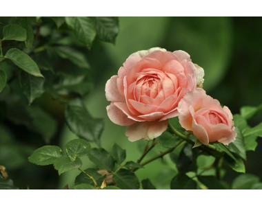 Пролетната грижа за розите – гаранция за красиви цветове