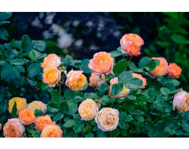 Почернели стъбла на розите – какво да правим?