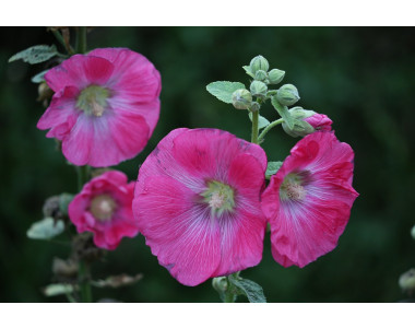 Градинската ружа – високата красавица 