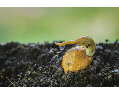 Богата реколта с прецизни семена!