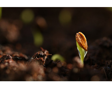 Как да подобрим кълняемостта на семената?