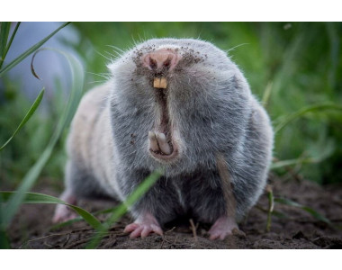 Борба със сляпо куче: Всичко, което трябва да знаете