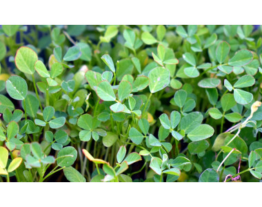 Сминдух – ароматна и полезна подправка