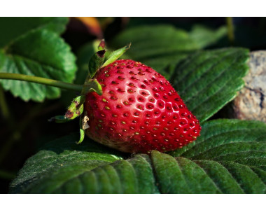Вредители по ягодите и как да се избавим от тях?