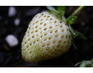 Пайнбери - бяла ягода с вкус на ананас