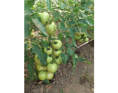 Всеобщият любимец – доматът Такадо!