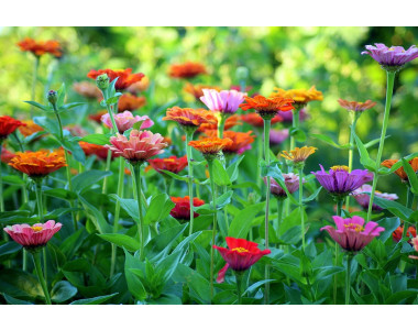 Още съвети за подхранването на цветята