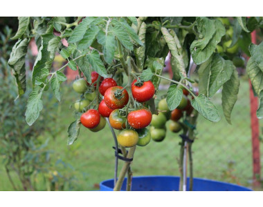 Как правилно да оформим доматените стъбла?