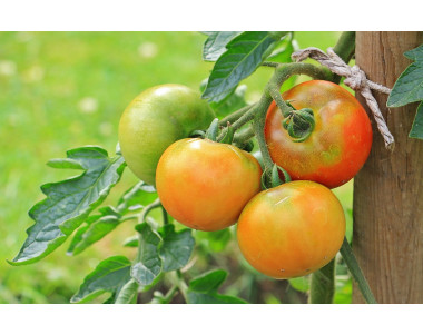 Поливане на доматите – кога и как?