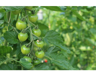 Примерни схеми за прилагане на биопрепаратите на Биона