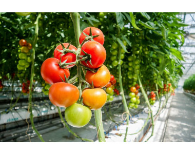 Как да отгледаме домати без разсад?