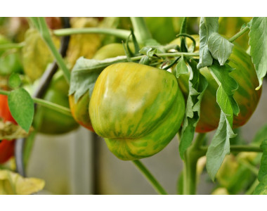 Защо се завиват листата на доматите?