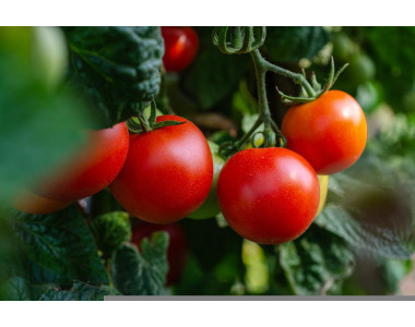 5 полезни съвета за богата реколта от домати!