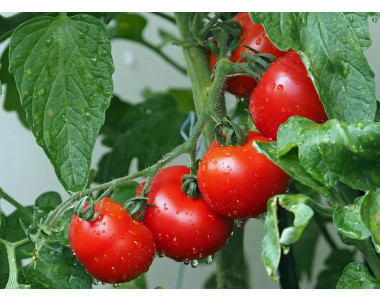 6 съвета за ОТЛИЧНИ домати