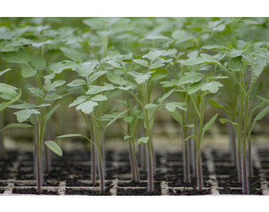 9 тайни при отглеждането на разсад за домати и пипер