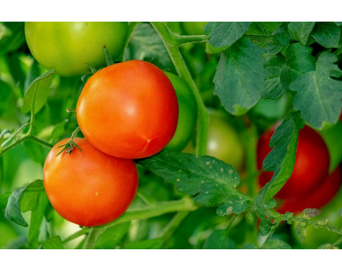 Специални торове за домати