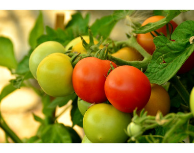 Отглеждане на домати без разсад