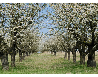 Как да се грижите за овощните дървета през пролетта