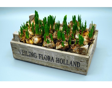 Засаждане на есенните луковици (кокичета, лалета, минзухари...) - какво трябва да знаем?