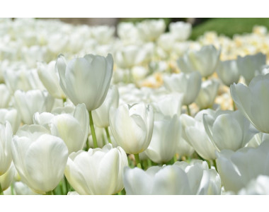 Бяла феерия в градината