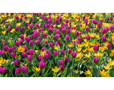 За красив и обилен цъфтеж на луковичните