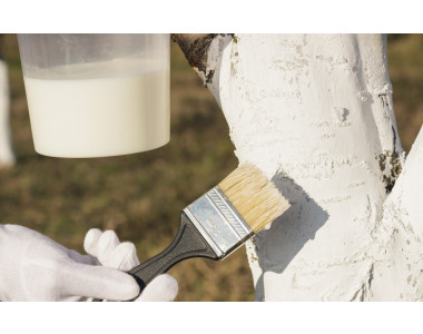 Какво трябва да знаем за есенното варосване на дърветата?