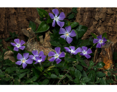 Винката – непретенциозна и красива