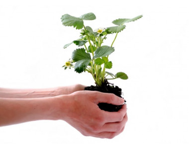 Отглеждане на ягоди от семена