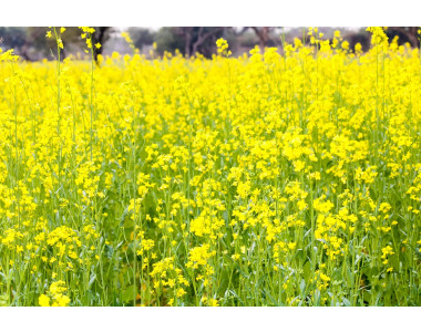 Засейте сидерати преди зимата!