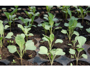 7 проблема при отглеждането на разсад за зеле