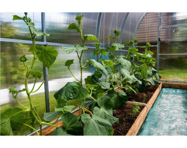 Грижа за разсада след пресаждането 