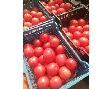 Доматите Зерси и Такадо – отличниците на 2020 г.