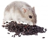 Мишка яде семена