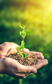 Две ръце държат пръст и растение на фона на трева