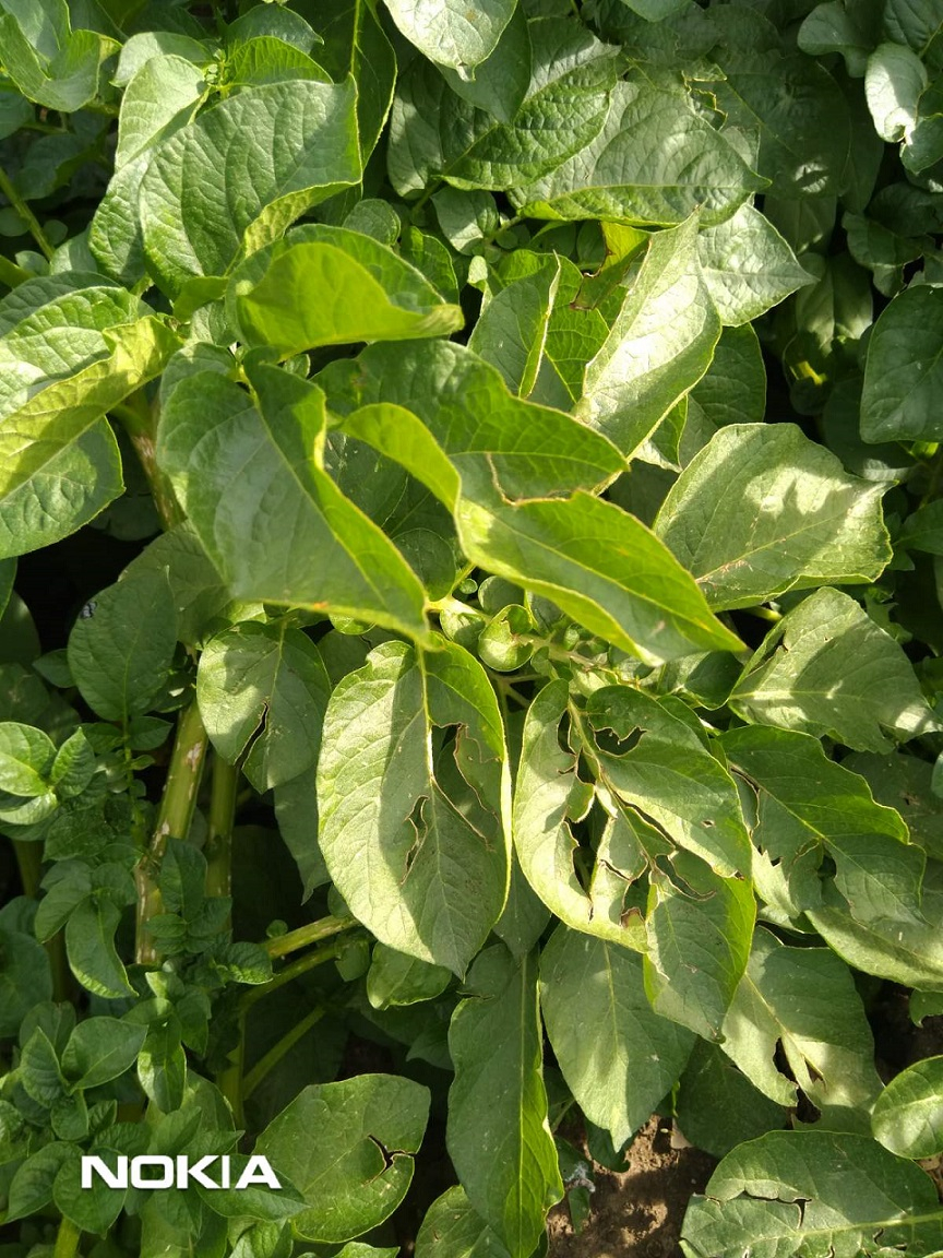 БИОНА БР ПАУЪР &ndash; ВЪЗСТАНОВЯВАНЕ НА РАСТЕНИЯТА СЛЕД ГРАДУШКА