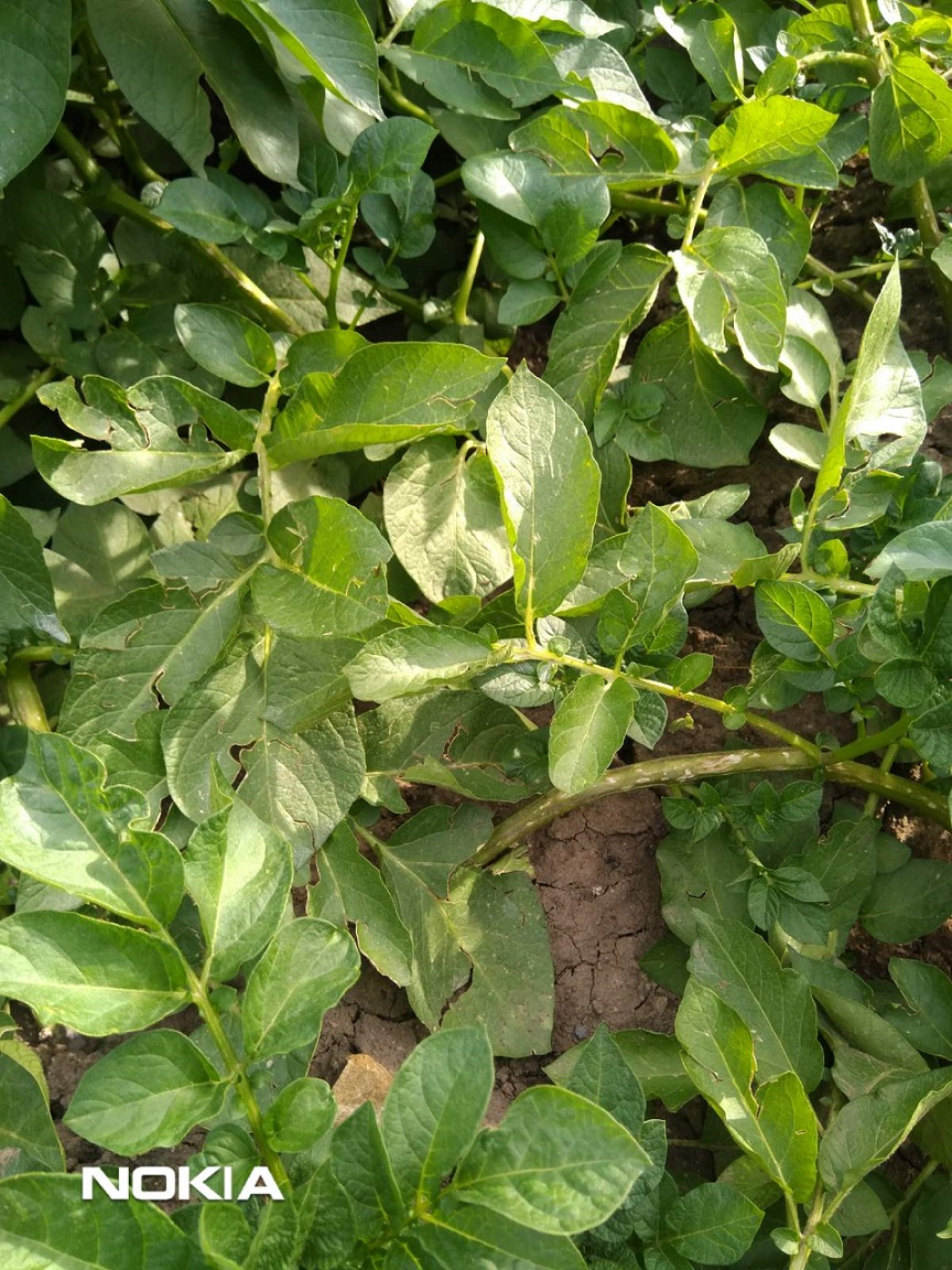 БИОНА БР ПАУЪР &ndash; ВЪЗСТАНОВЯВАНЕ НА РАСТЕНИЯТА СЛЕД ГРАДУШКА