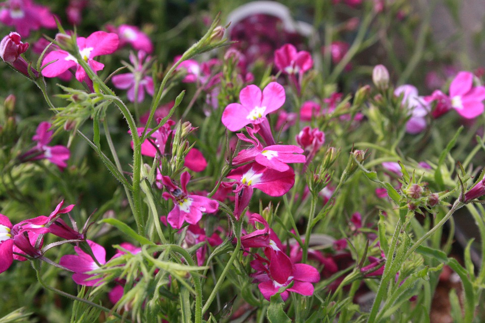 ЛОБЕЛИЯТА &ndash; НЕЖНА И КРАСИВА